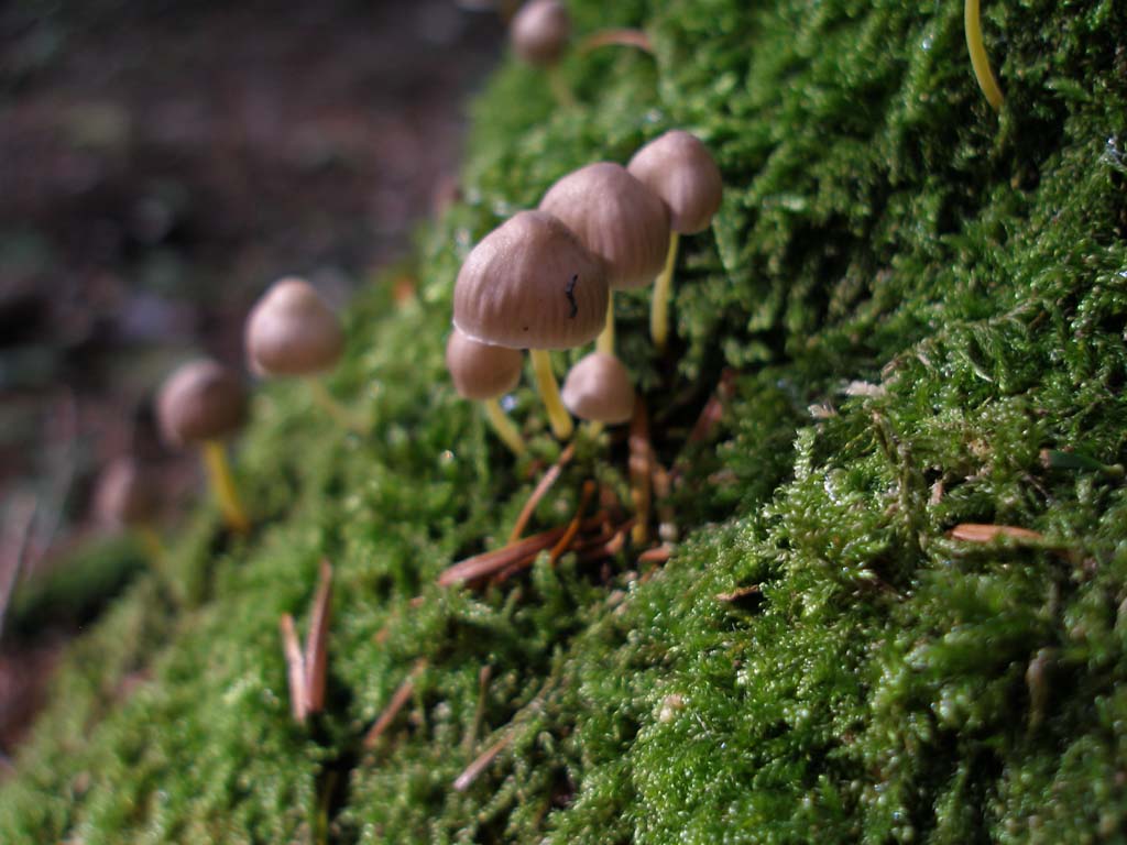 Funghi da determinare - 5